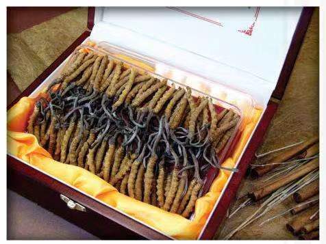 利国镇冬虫夏草回收